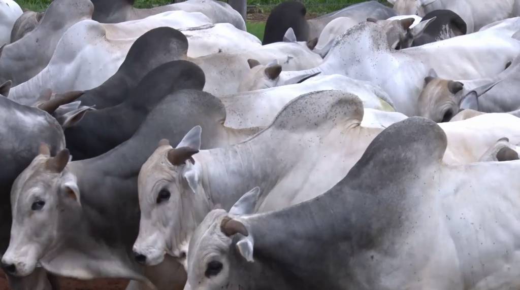 Canal do Boi: Fazenda Ipanema oferta mais de 750 animais Nelore PO