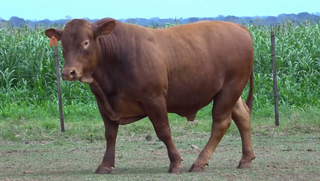 JP Agronegócios oferta 60 animais Montana, hoje no Canal do Boi