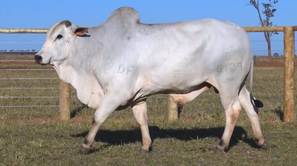 Nelore Jandaia oferta 200 touros Nelore PO, hoje no Canal do Boi