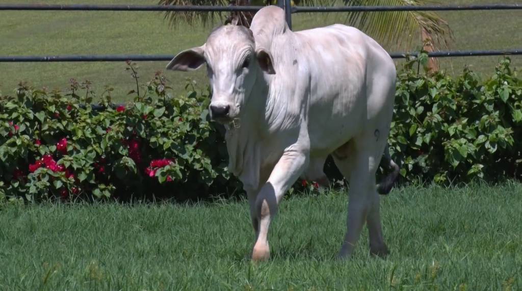 Leilão Jovens Reprodutores CJSA oferta 90 animais de alto padrão
