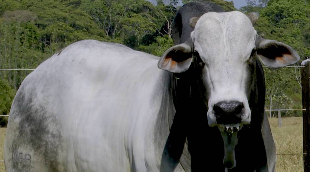 Veja o leilão Nelore Leiria no AgroCanal