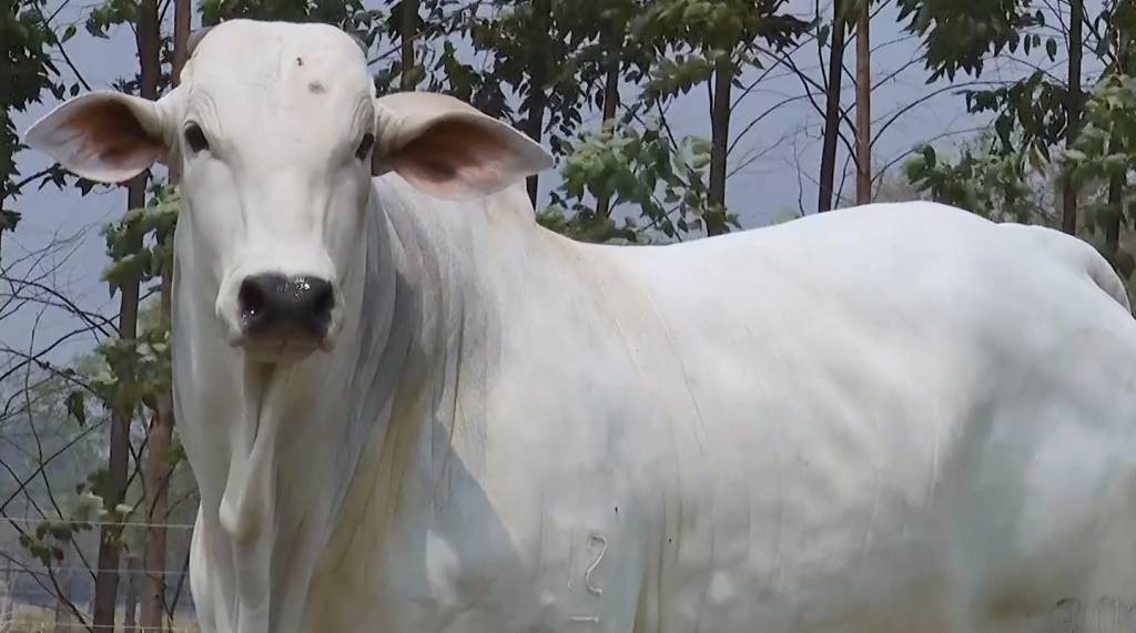 Fazenda Mannaain oferta 70 touros Nelore PO, hoje no AgroCanal