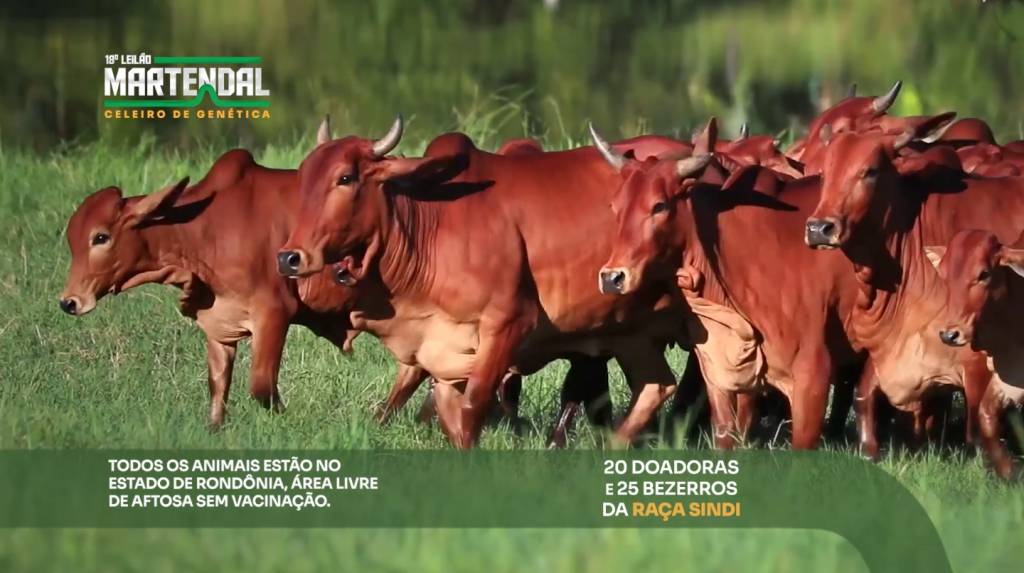 'Leilão Martendal - Etapa Sindi' oferta 45 animais nesta quarta