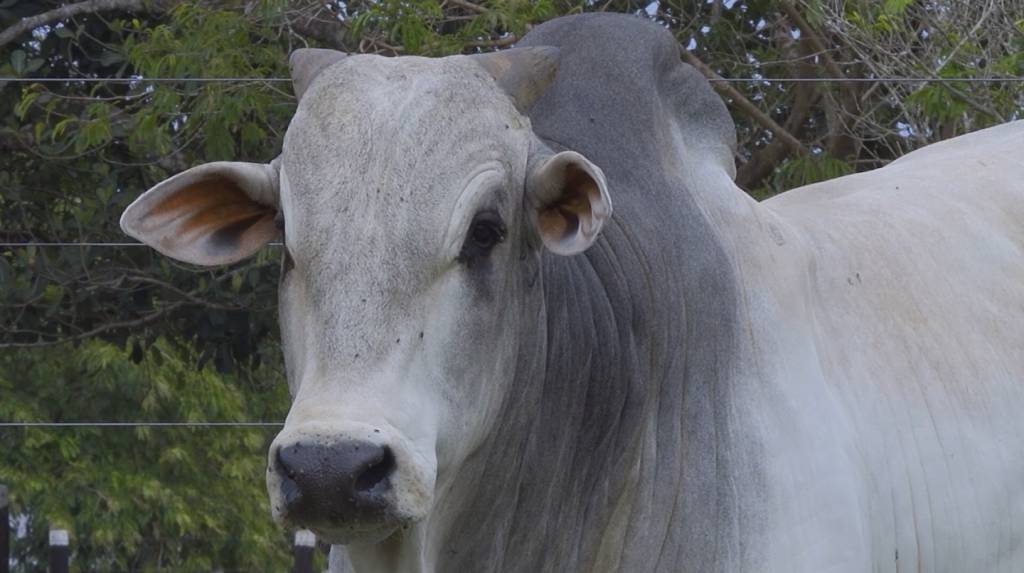 Fazenda Nortão e Nelore Terra Boa ofertam touros de alto padrão