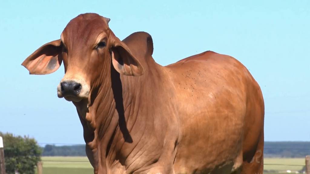 Canal do Boi: Fazenda Nova Pousada oferta animais Brahamn. Aproveite e melhore o seu rebanho