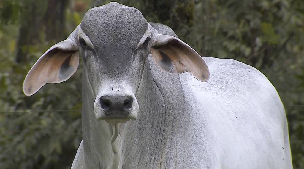 'Origem do Tabapuã' oferta animais e material genético de alto padrão