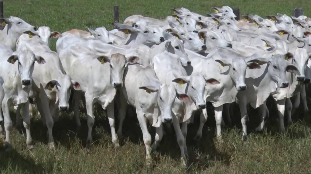 Leilão Qualidade Total oferta 2 mil animais de corte, hoje no Canal do Boi