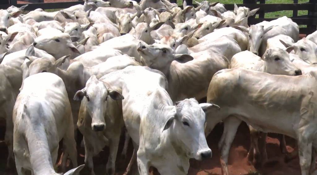Leilão Qualidade Total oferta dois mil animais de corte no Canal do Boi