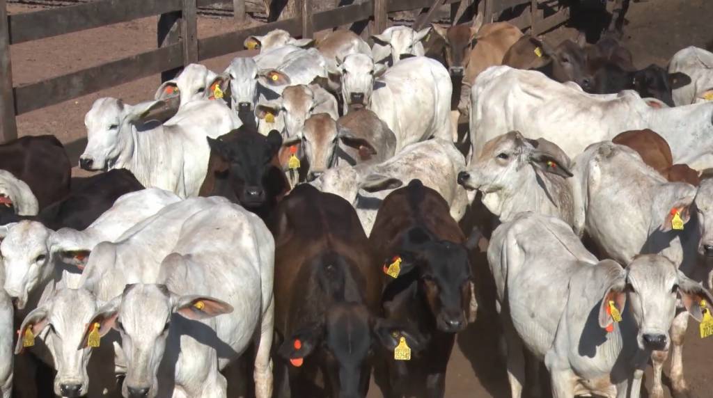 Leilão Qualidade Total oferta 1.200 animais de corte no Canal do Boi