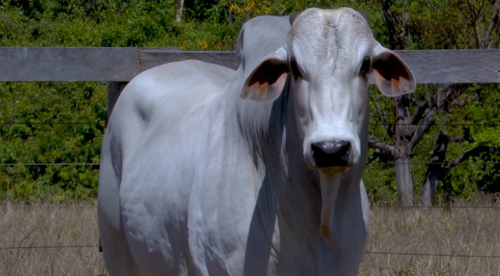Veja o leilão Seleção do Campo, hoje no AgroCanal