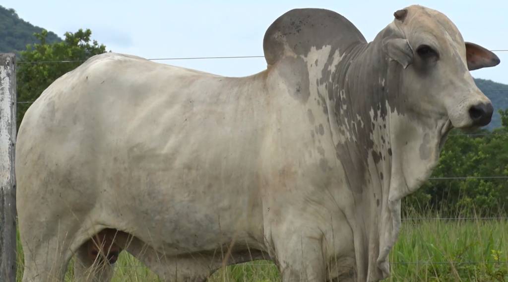 Veja os animais Nelore da Fazenda Aruak, hoje no Canal do Boi