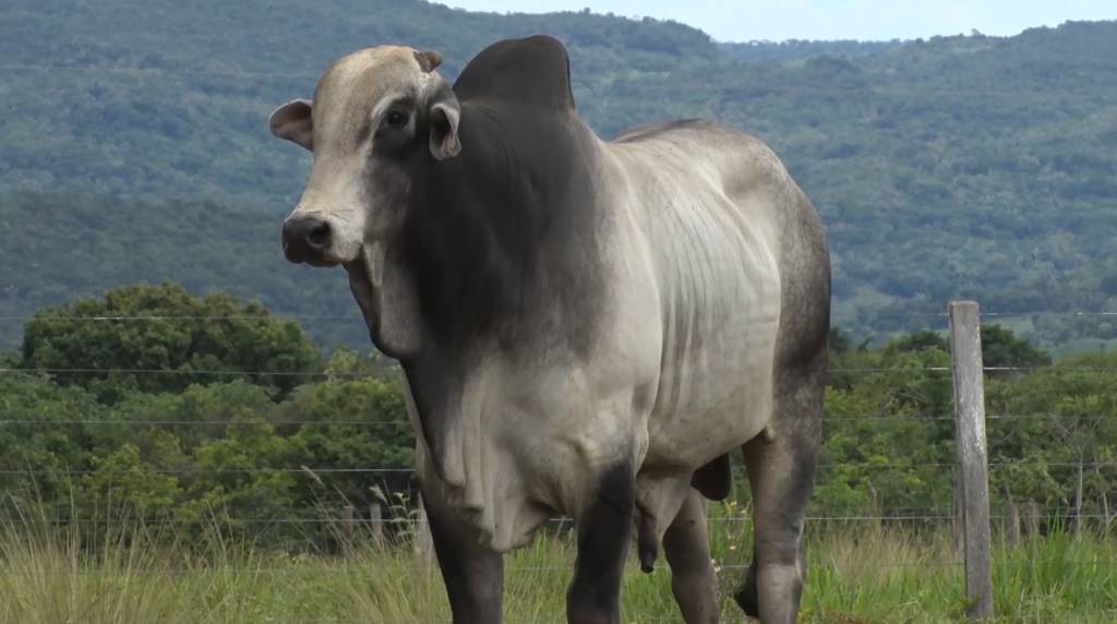 De Olho Na Fazenda Seleção do Campo começa hoje nos canais do SBA