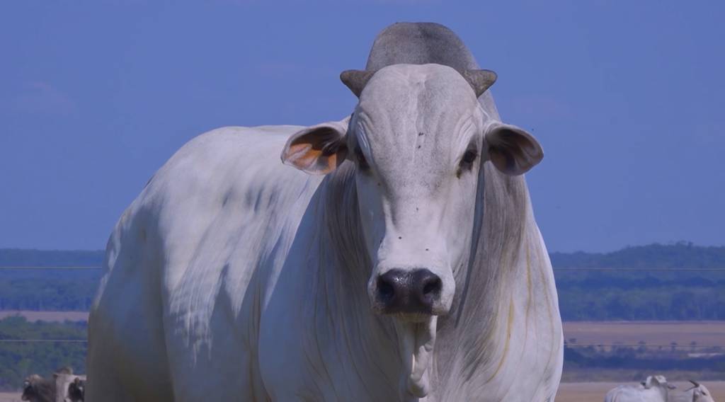 Veja o leilão Telles Pires, hoje no AgroCanal