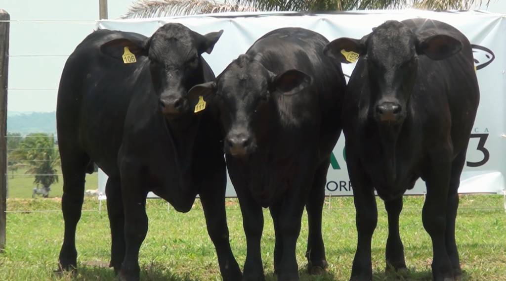 Leilão Terra Boa oferta animais Brangus, no Canal do Boi