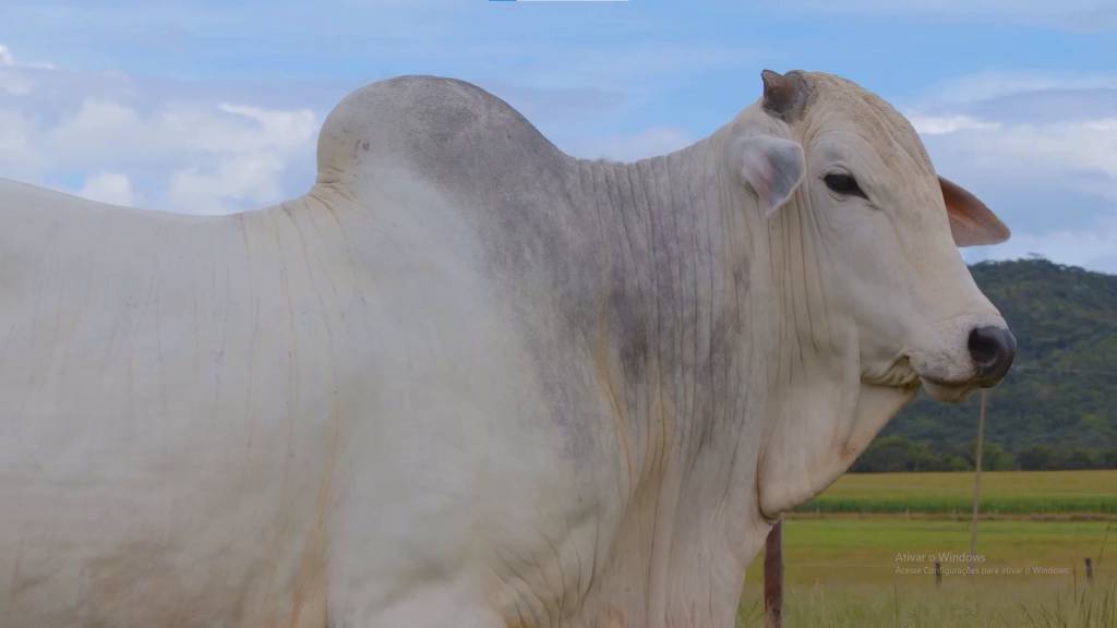 Leilão Terra Nobre oferta 100 animais Nelore PO, hoje no Agro Canal