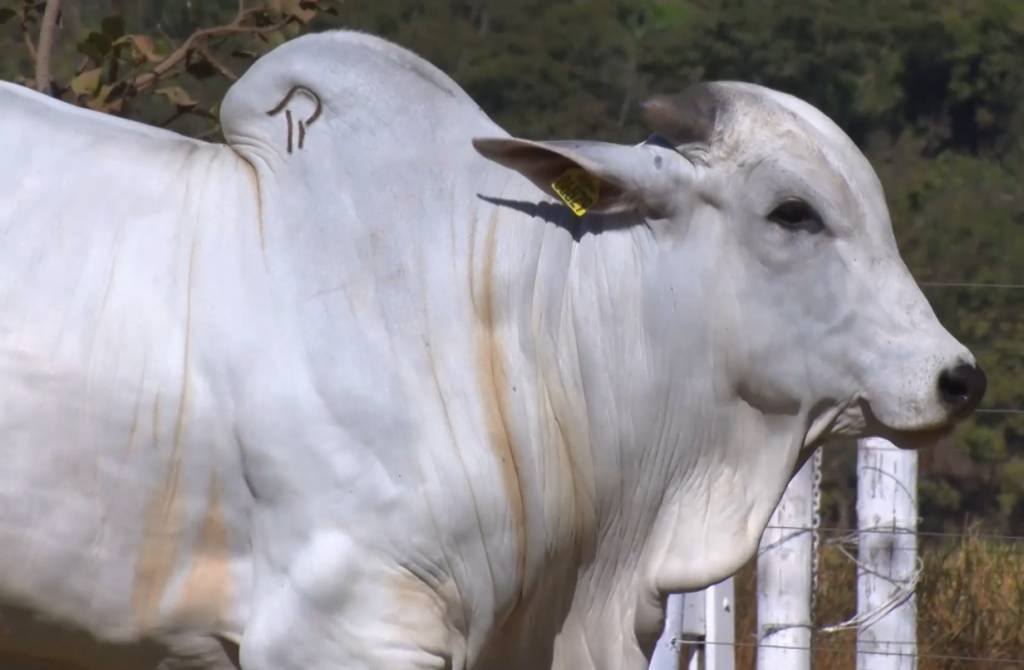 Leilão Top Tulipa oferta animais Nelore CEIP, no Canal do Boi