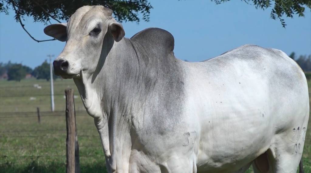 Veja o leilão de touros Genética do Paraná, hoje no Canal do Boi
