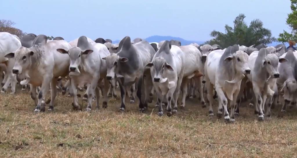 'Leilão OB' oferta reprodutores Nelore e Brahman, hoje no Canal do Boi 