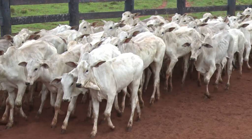 Hoje: Leilão Ubere Agropecuária oferta 1.600 animais Nelore PO
