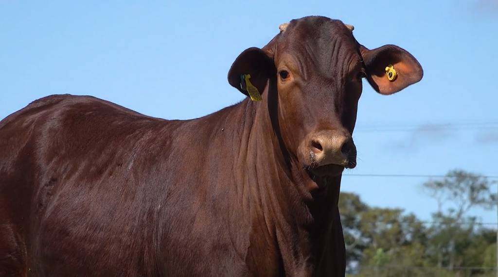 Leilão União do Brasil oferta animais Santa Gertrudis, hoje no Canal do Boi