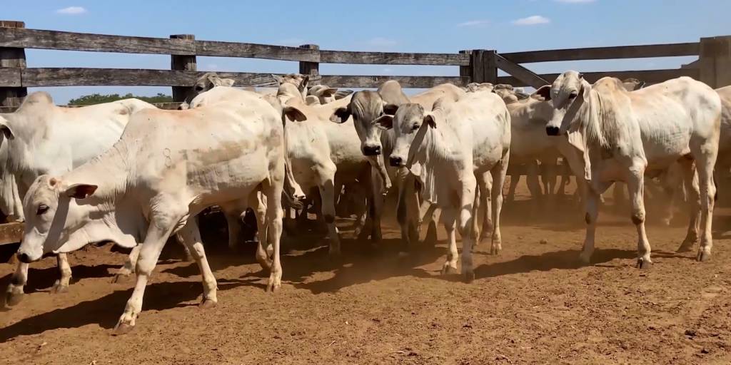 Fazenda Vale do Cedro oferta animais de corte no AgroCanal