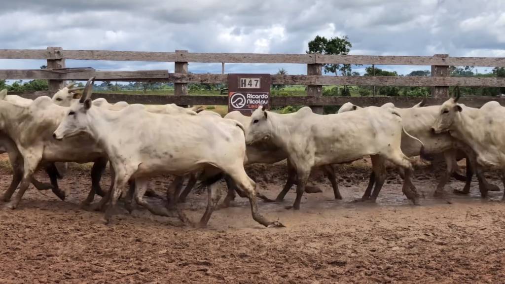 Leilão Boi em Pauta oferta mil animais de corte. Veja hoje no Canal do Boi