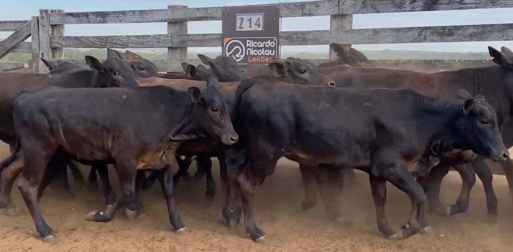 AgroCanal exibe leilão em prol do Hospital do Câncer de Mato Grosso