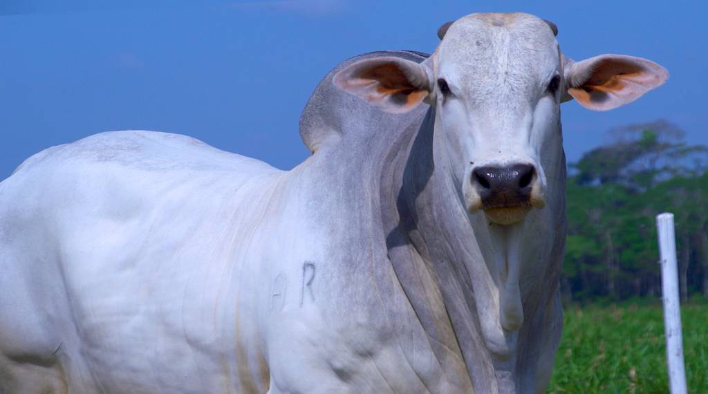Veja o leilão Três Fronteiras, hoje no AgroCanal