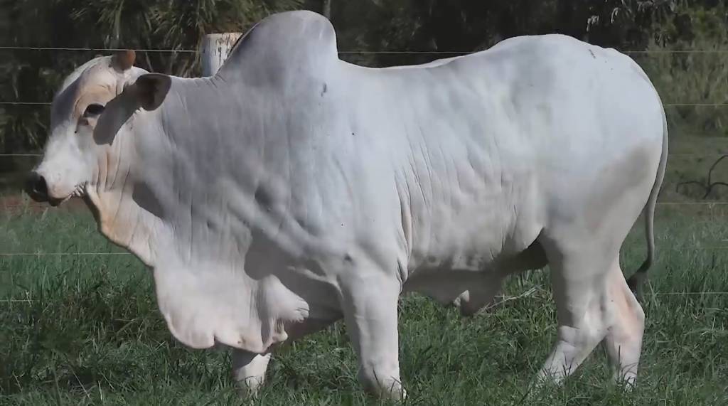 Leilão Nelore RSAN oferta 80 touros PO, hoje no Canal do Boi