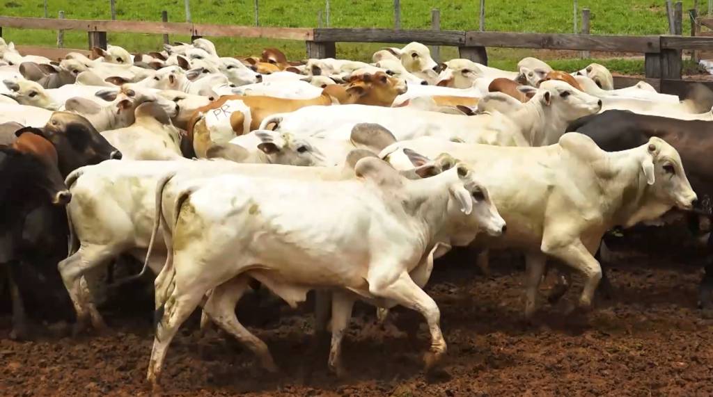Leilão Luciano Duarte oferta 3 mil animais para cria, recria e engorda