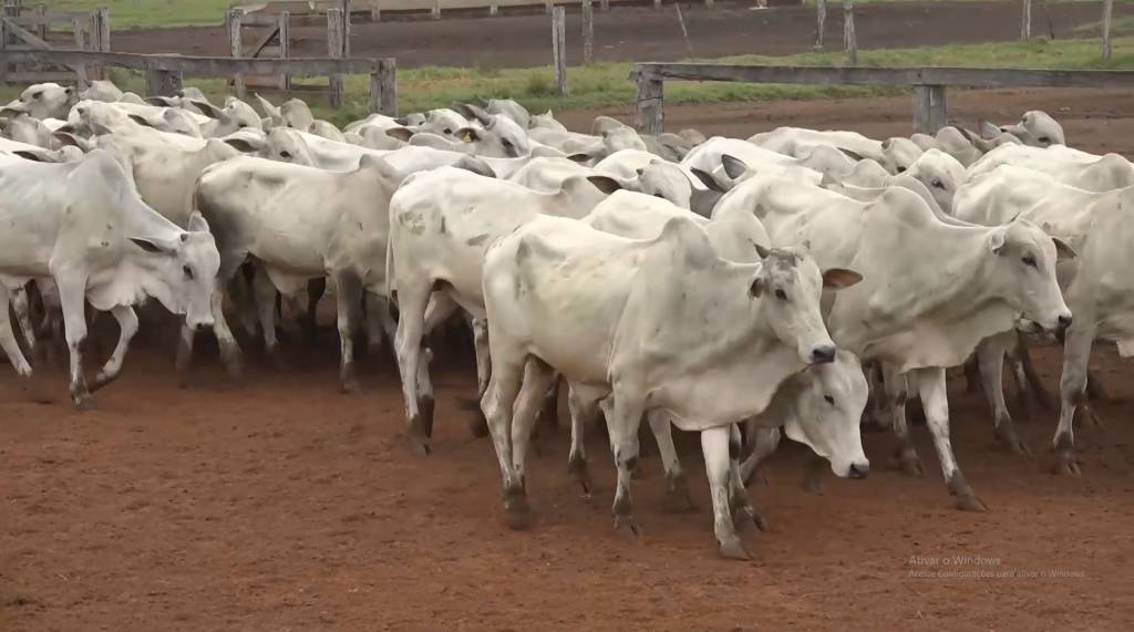 6º Mega Leilão oferta animais de alto padrão, neste domingo, com a MB Leilões