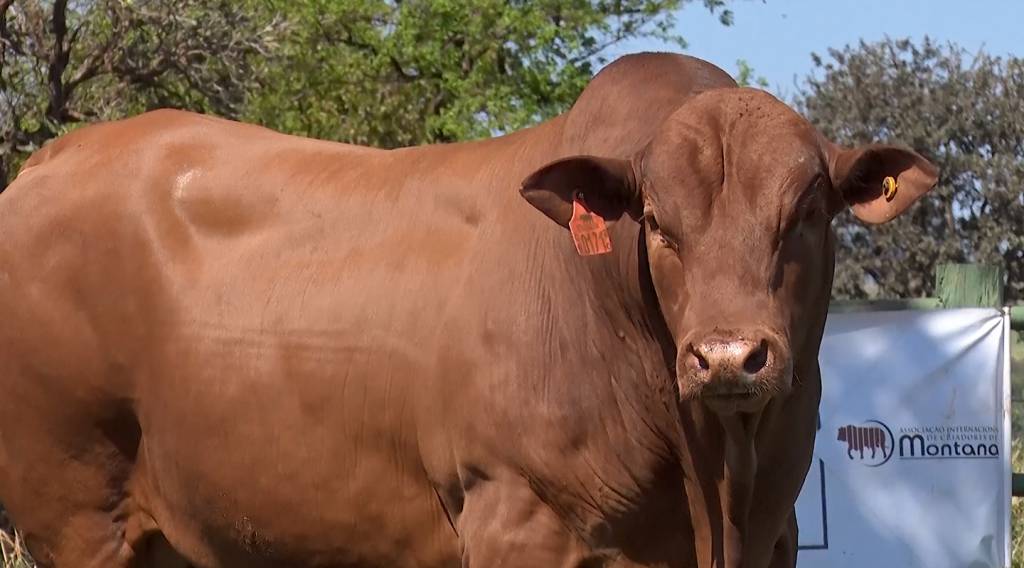 Semana 'Montana Calidad - Edição Primavera' começa hoje no SBA