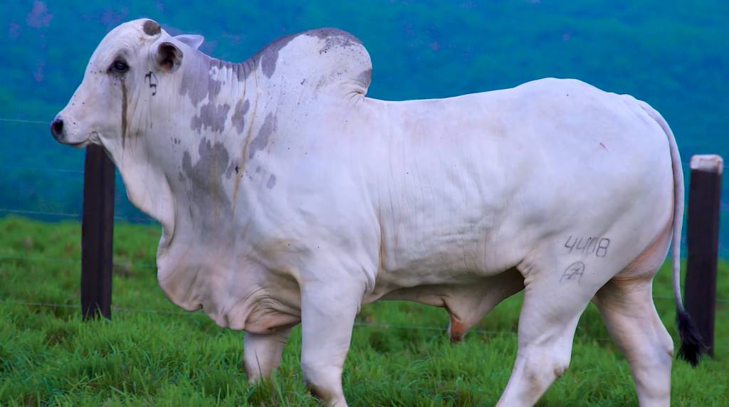 Leilão Nelore AZ oferta 80 animais PO. Veja no Agro Canal