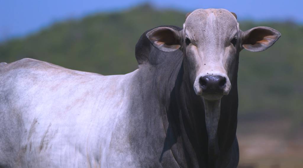 Nelore AZ oferta 80 touros PO. Veja no AgroCanal