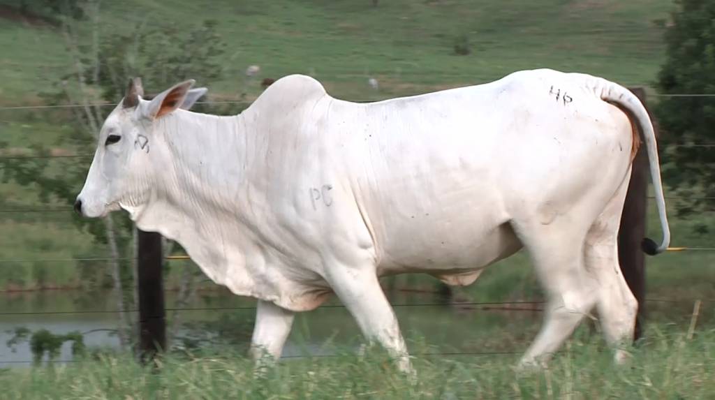 'Nelore Harmonia' oferta 240 animais PO hoje, no Agro Canal