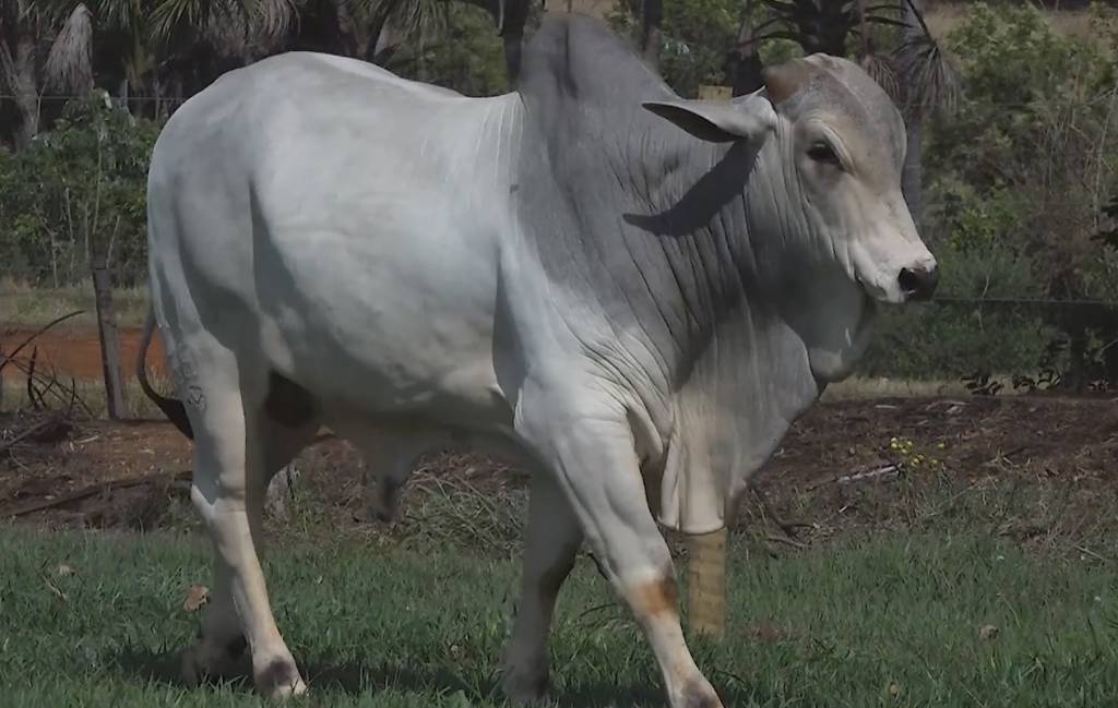 Leilão Nelore MJ oferta 60 touros, hoje no Canal do Boi