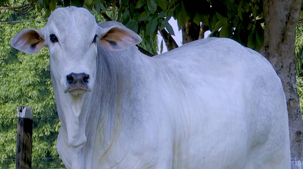 Veja o leilão Nelore Magda, hoje no Agro Canal