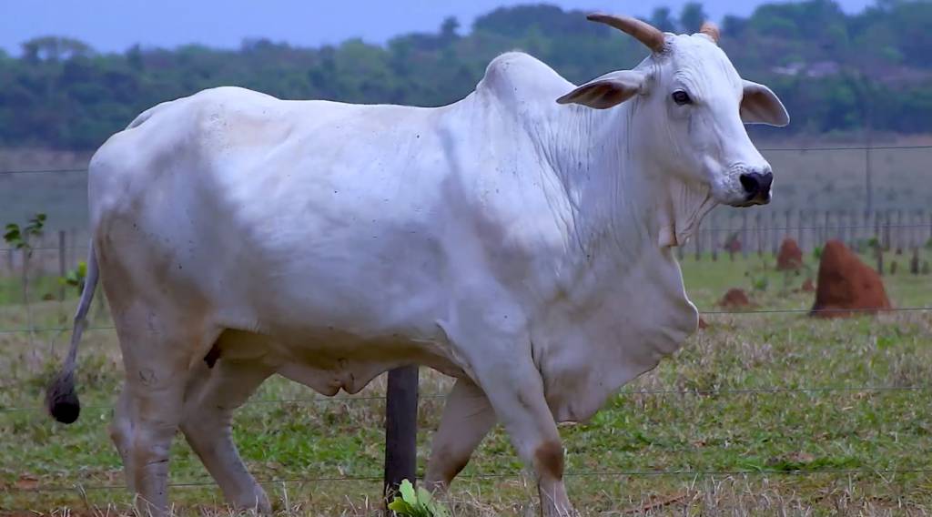 Nelore do Sahy oferta 215 animais de alto padrão