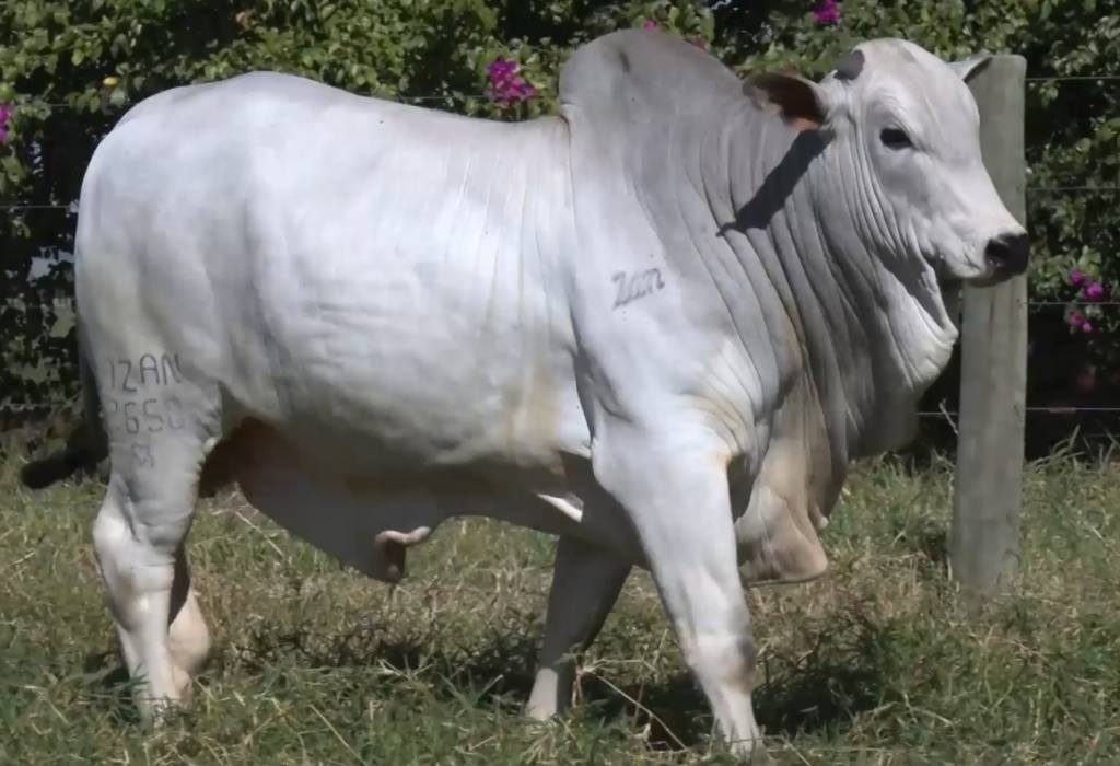 Leilão Bela Alvorada oferta touros Nelore, hoje no Canal do Boi