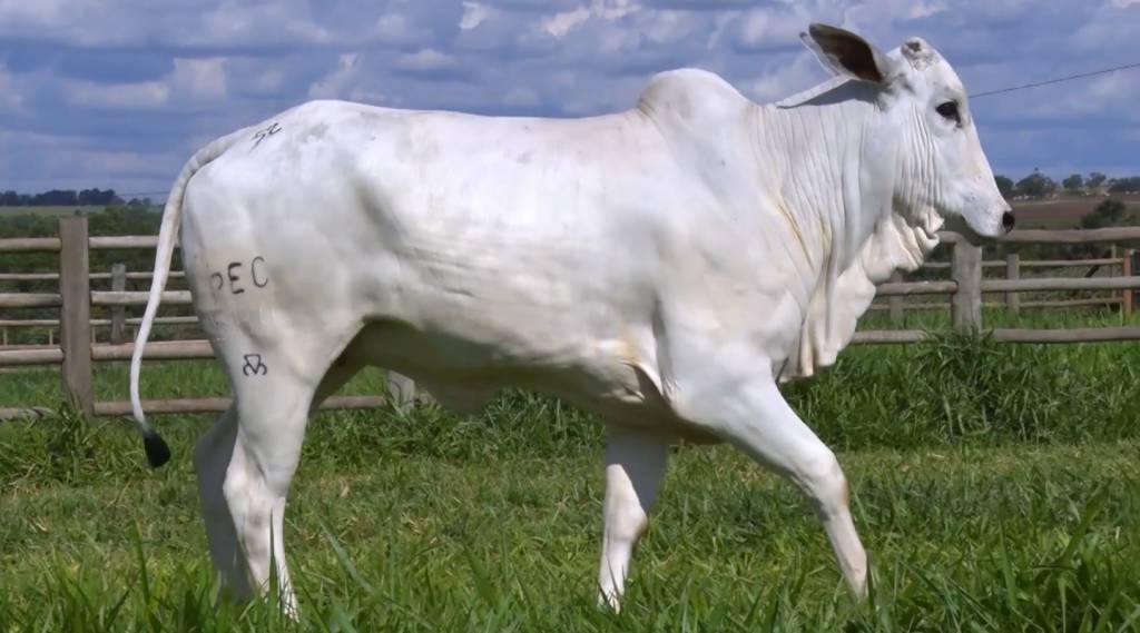 Confira as novilhas Nelore PO da Fazenda Pecuária BR