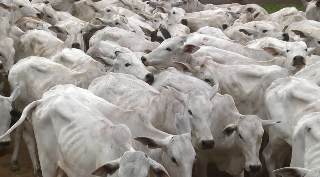 Preço do boi, vaca e novilha gordos segue estável em São Paulo