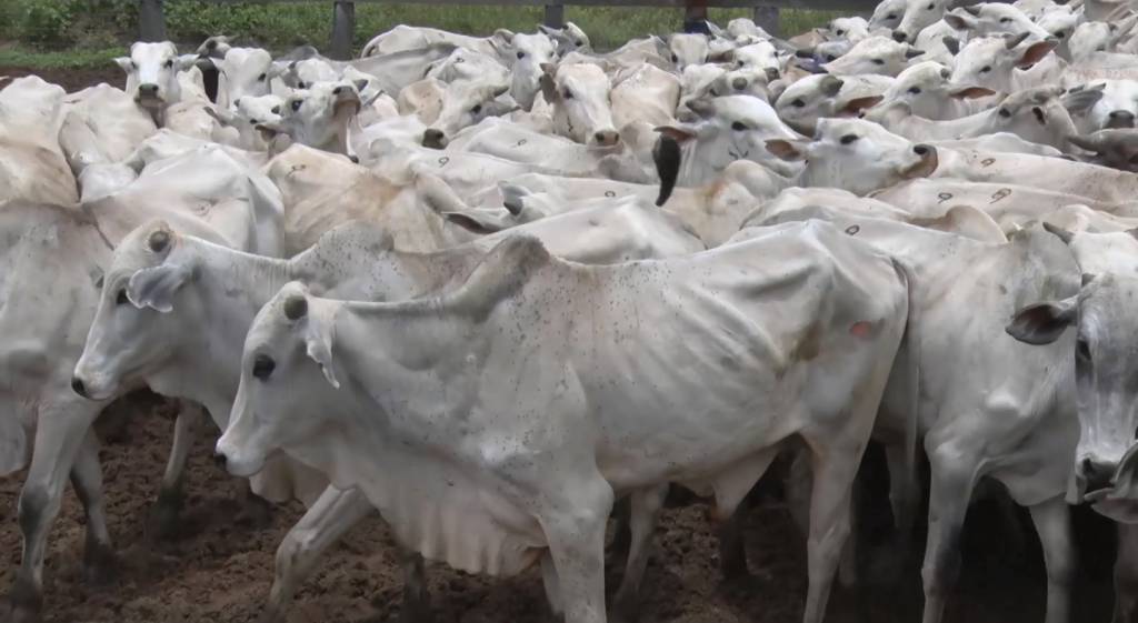 Leilão Pantanal Coxim oferta 2 mil animais de corte, no Canal do Boi
