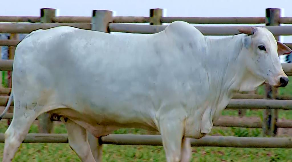 Pecuária BR vende matrizes Nelore, hoje no AgroCanal