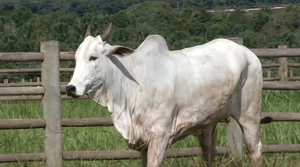 Hoje: Fazenda Pecuária BR vende fêmeas de alto padrão a preço fixo