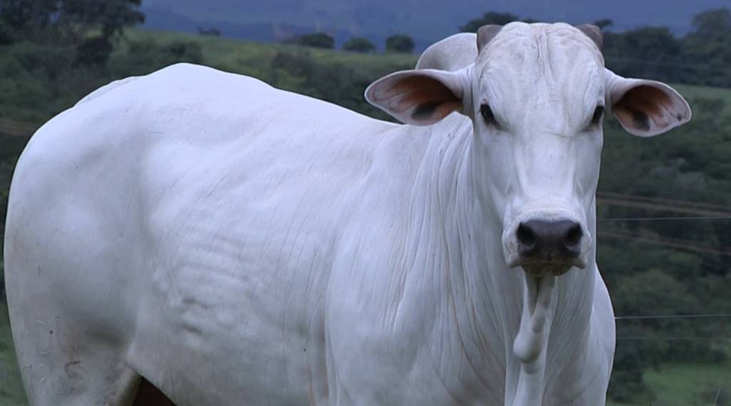 Agro Canal exibe leilão 'Liquidação Nelore Santo Ignácio' nesse domingo