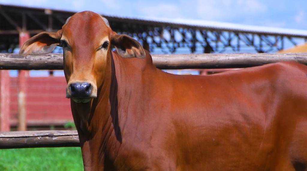 Conheça os animais da Fazenda Alvorada Porangaba
