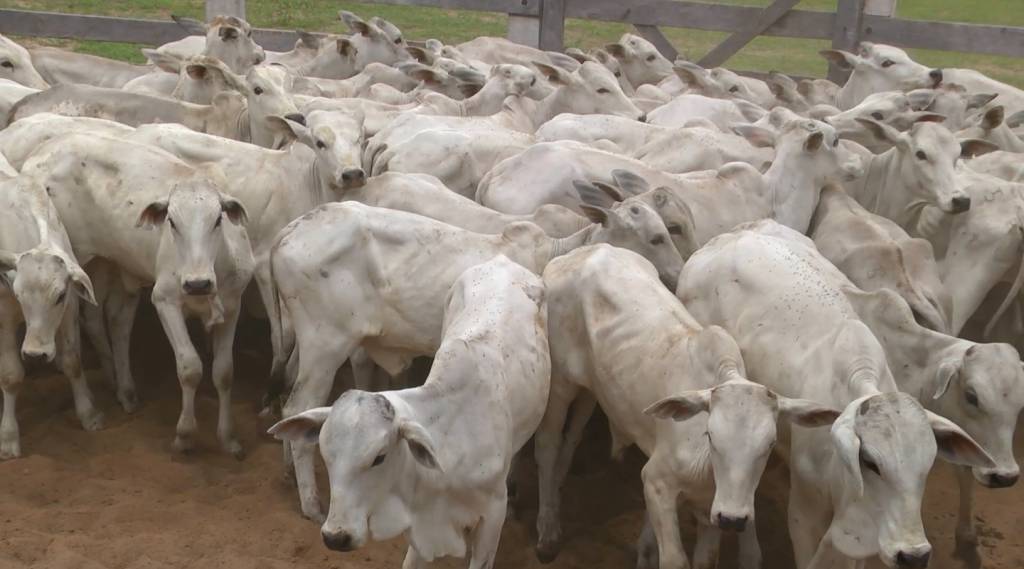 Leilão Qualidade Total oferta 2 mil animais de corte, no Canal do Boi