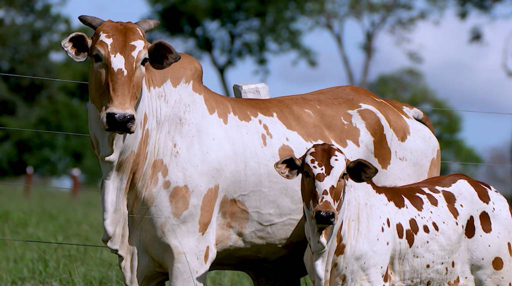 Hoje: 'Realeza Nelore Pintado PO' oferta animais de elite no Canal do Boi