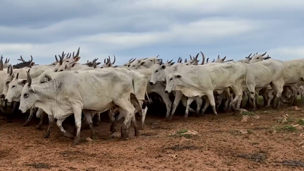 Confira o leilão 'Rota Noroeste' hoje, no Agro Canal