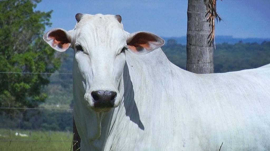 Shopping Sete Estrelas vende animais Nelore PO a preço fixo